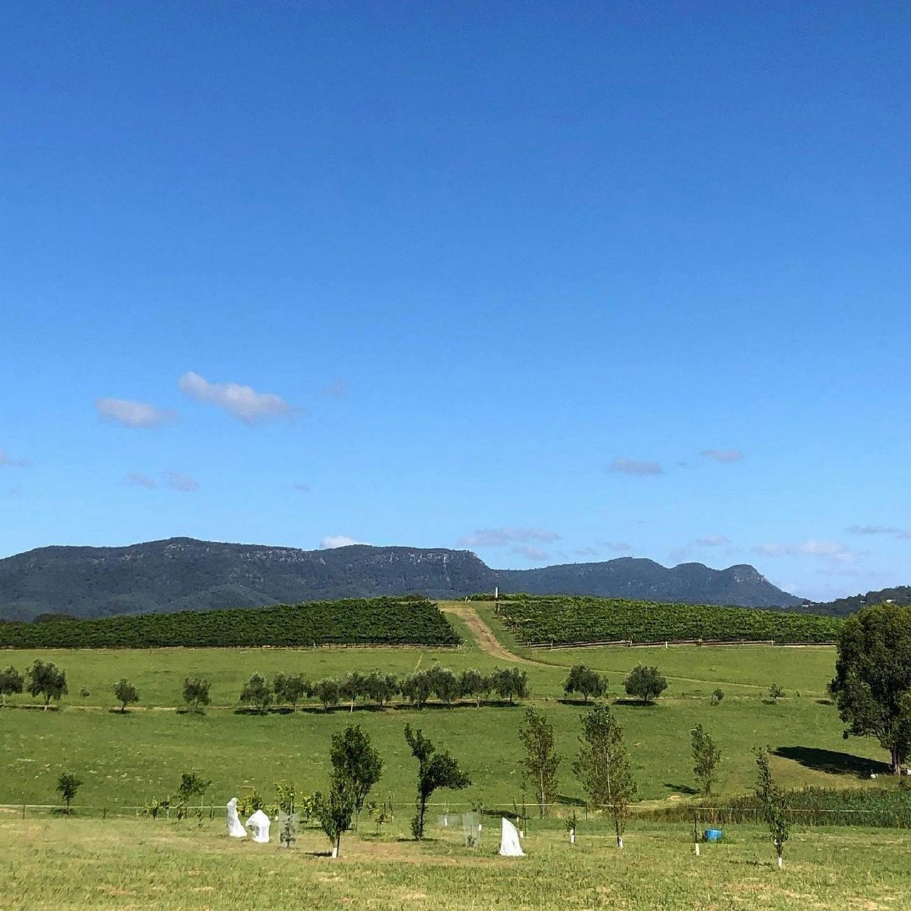 Can't beat the views at Mira Wines