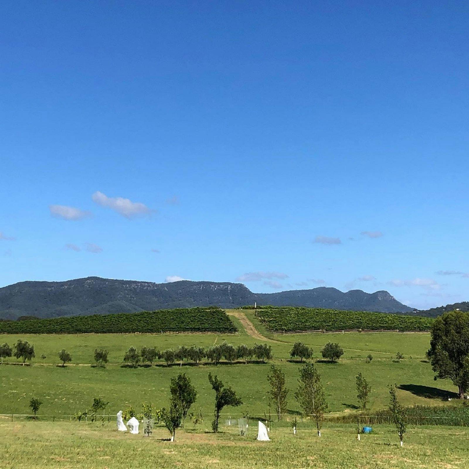 Can't beat the views at Mira Wines