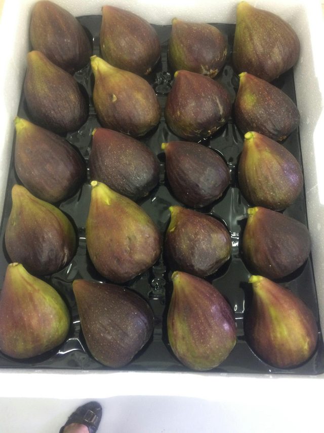 Norland Fig Orchard