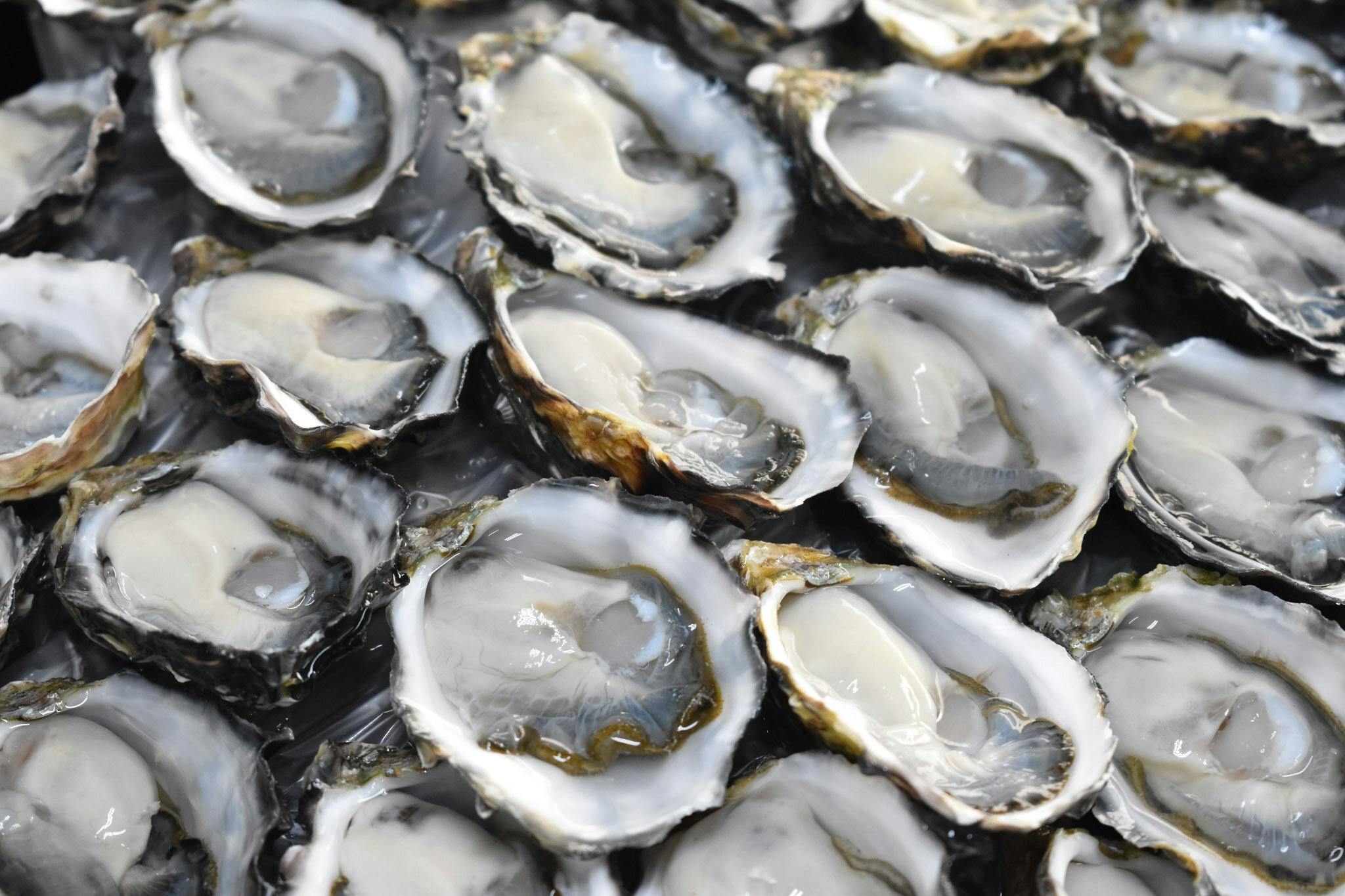 An angled down shot of a dozen shucked pacific oysters