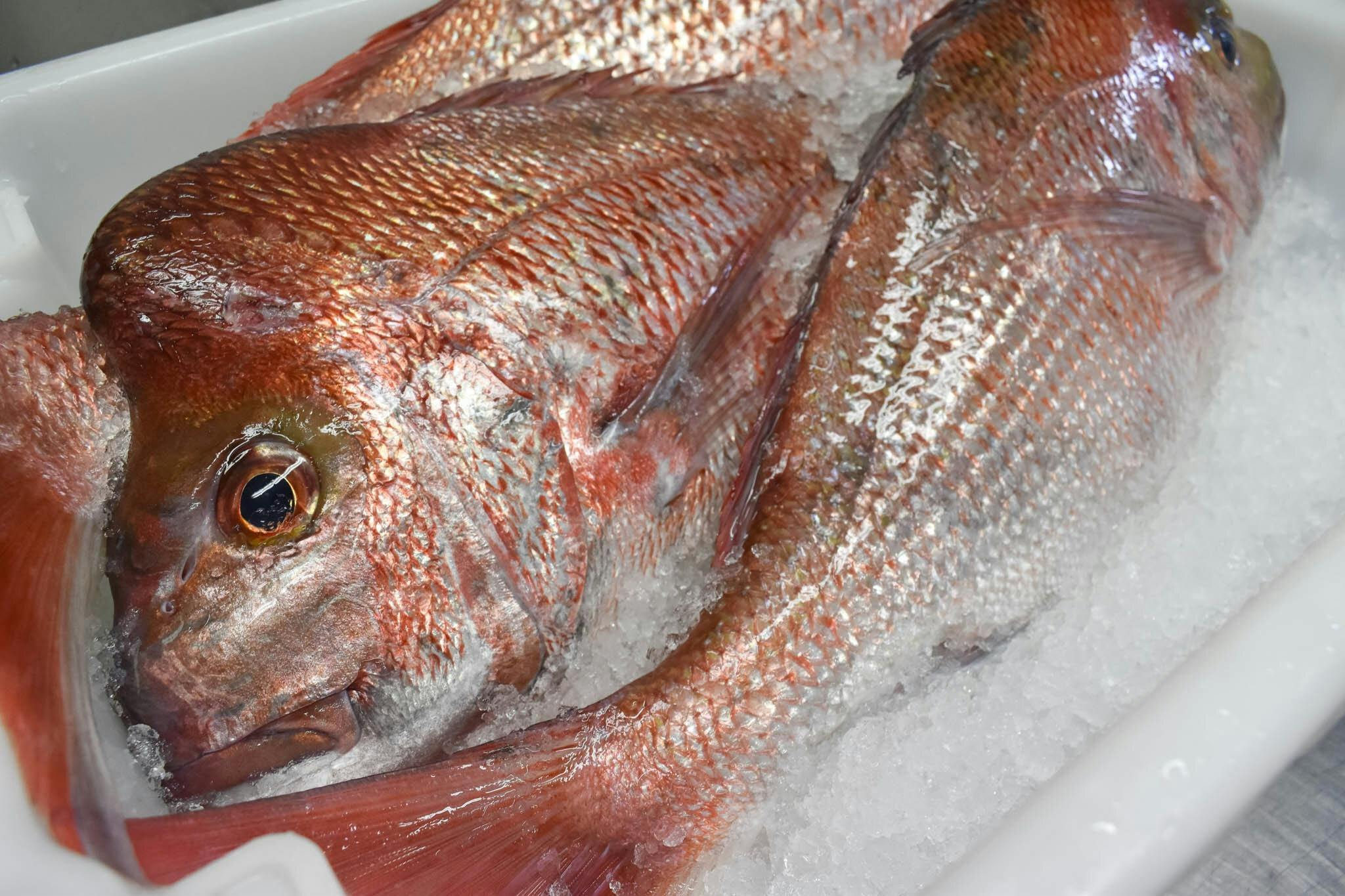 Three large Pink Snapper sitting in a box of ice
