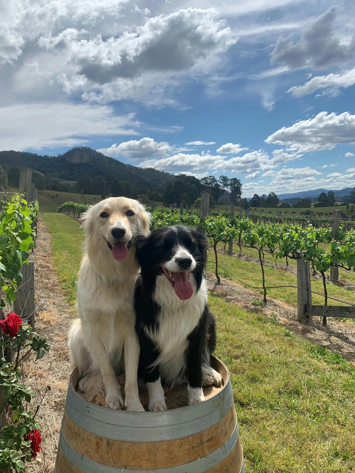 Vineyard workers