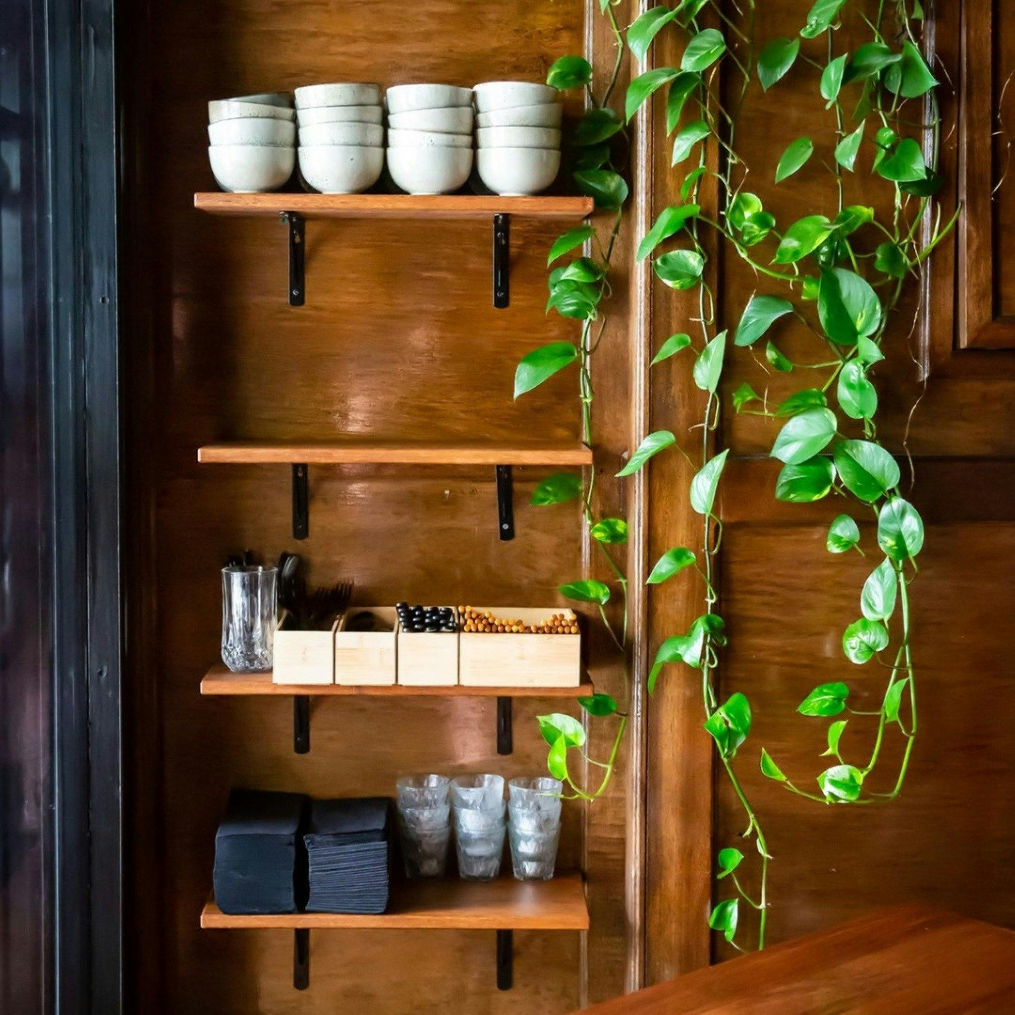 Night Parrot Wollongong