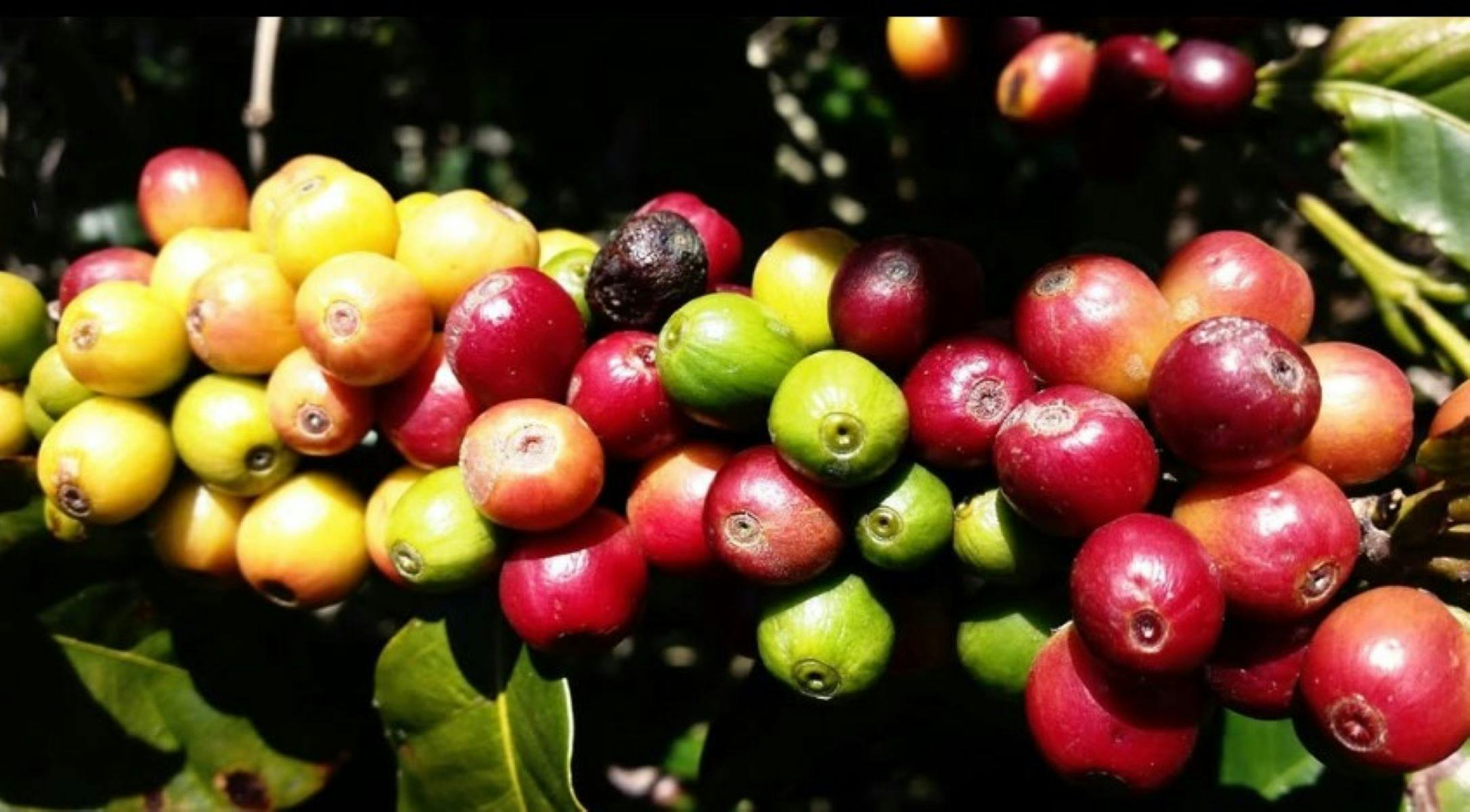 Mark Bullivant Coffee