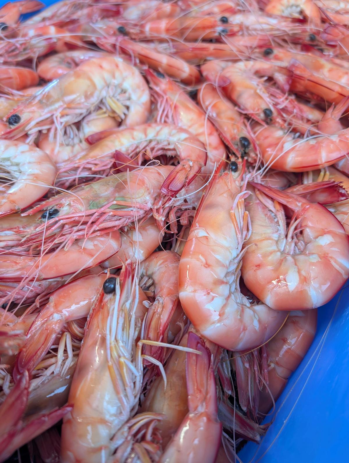 Cooked Yamba King Prawns