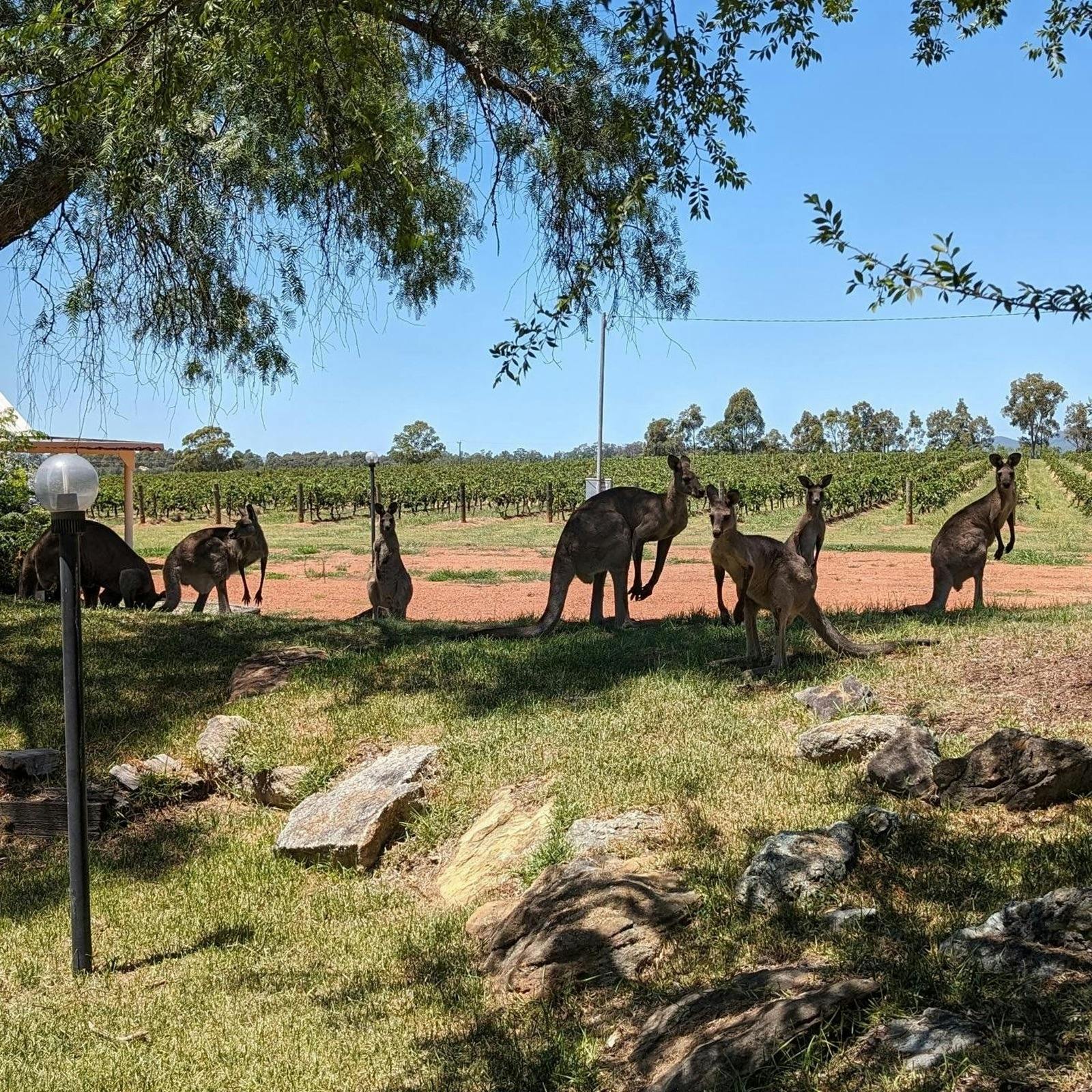 Honeytree Estate @ Mount Eyre Vineyard edit