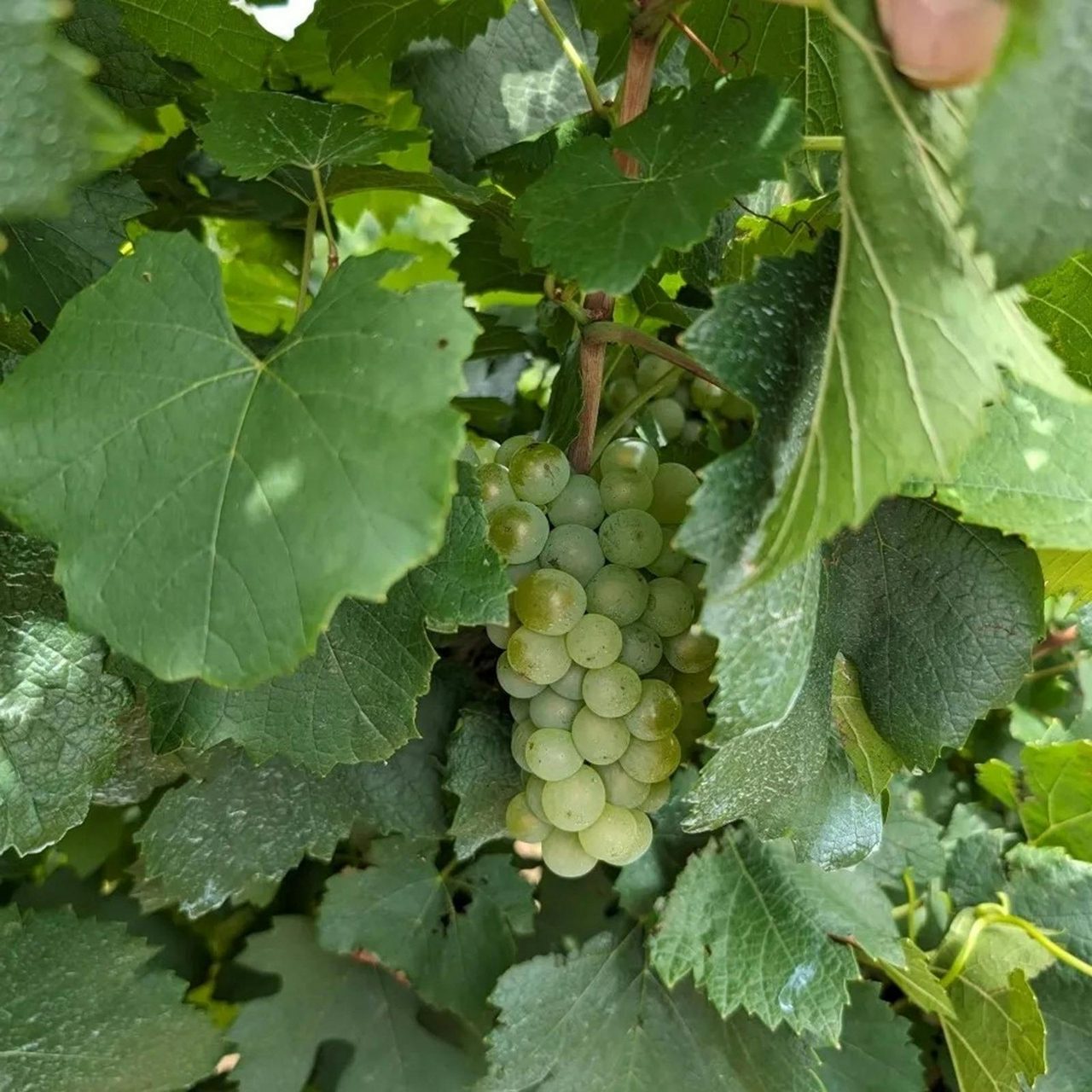Honeytree Estate @ Mount Eyre Vineyard edit