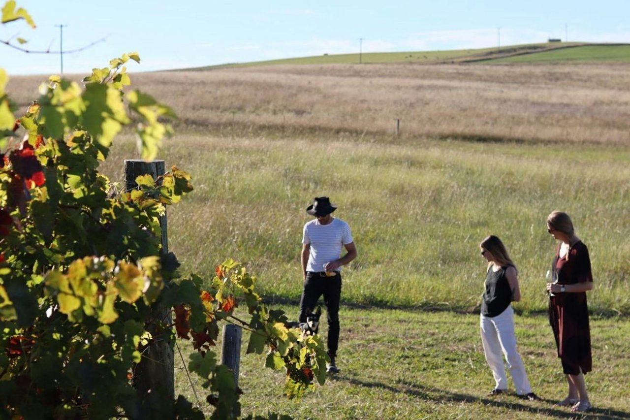 Mallaluka Wines