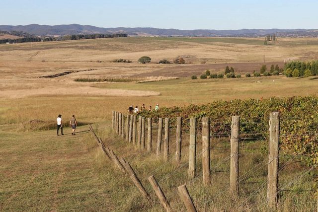 Mallaluka Wines
