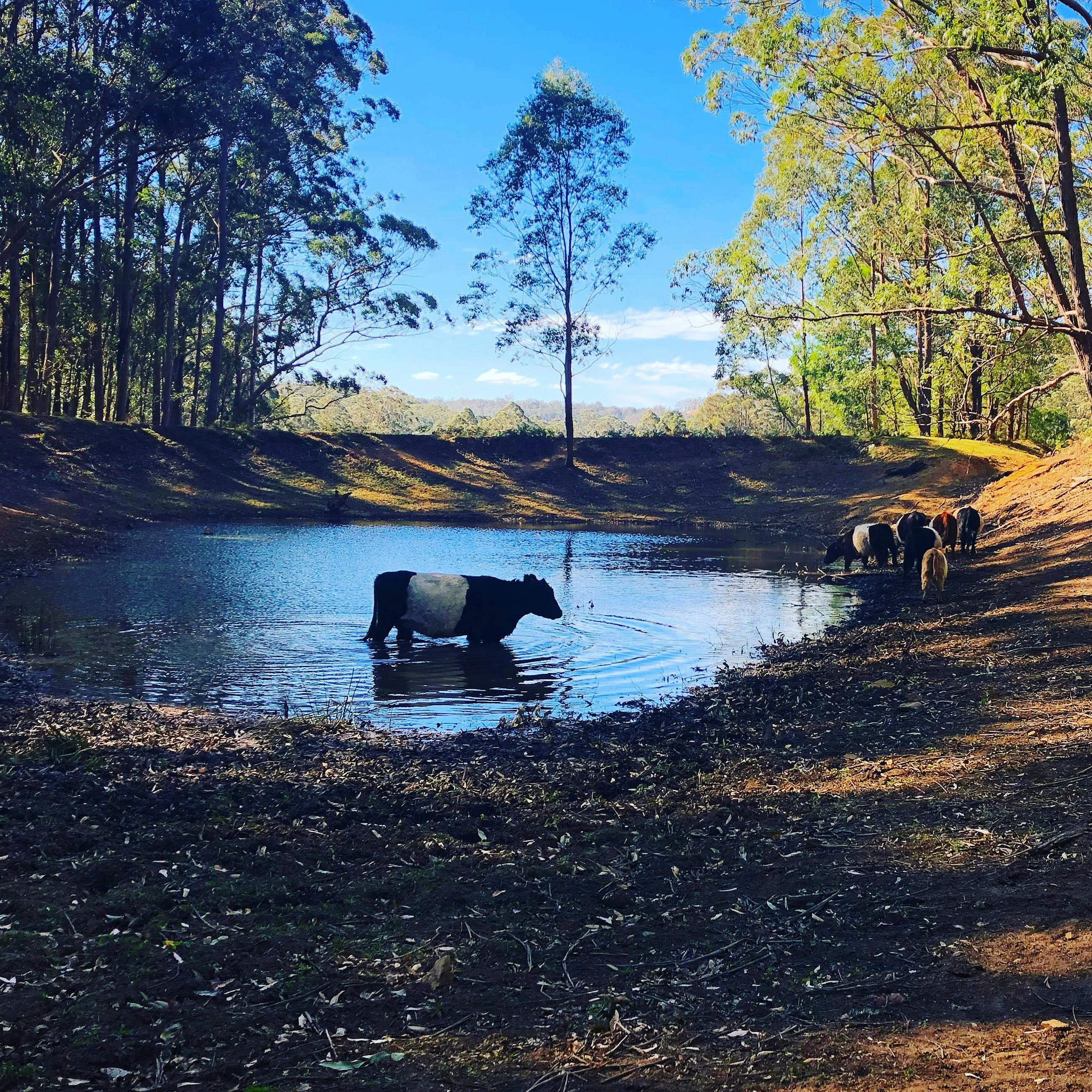 Beltie in the dam