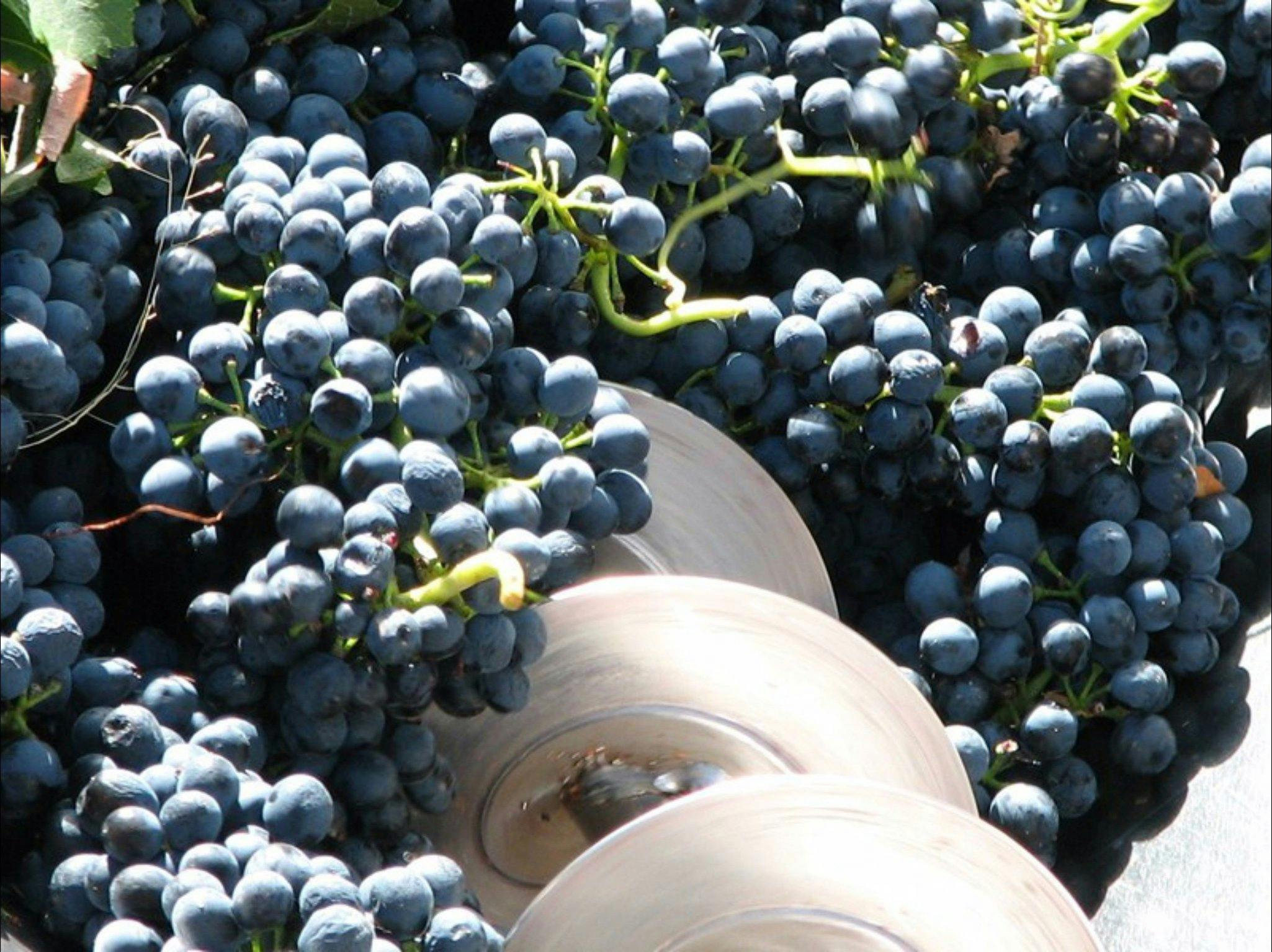 Crushing and desteming the Shiraz