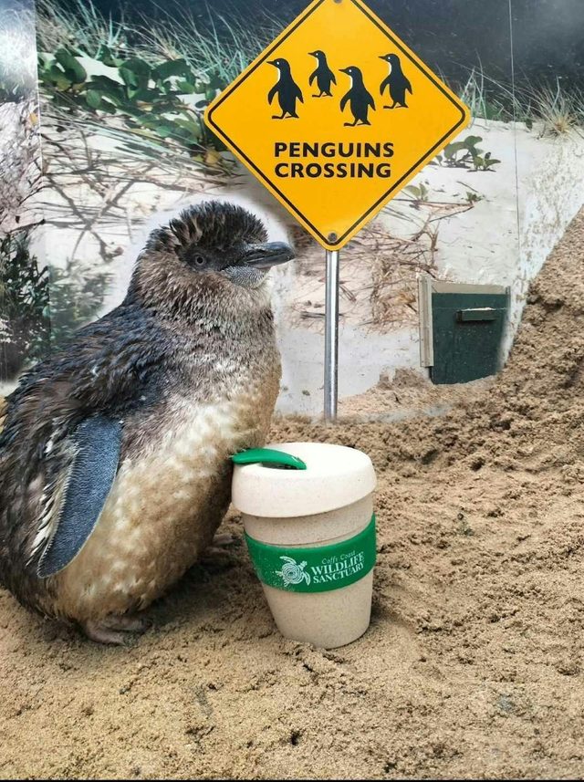 Peckish Penguin Cafe