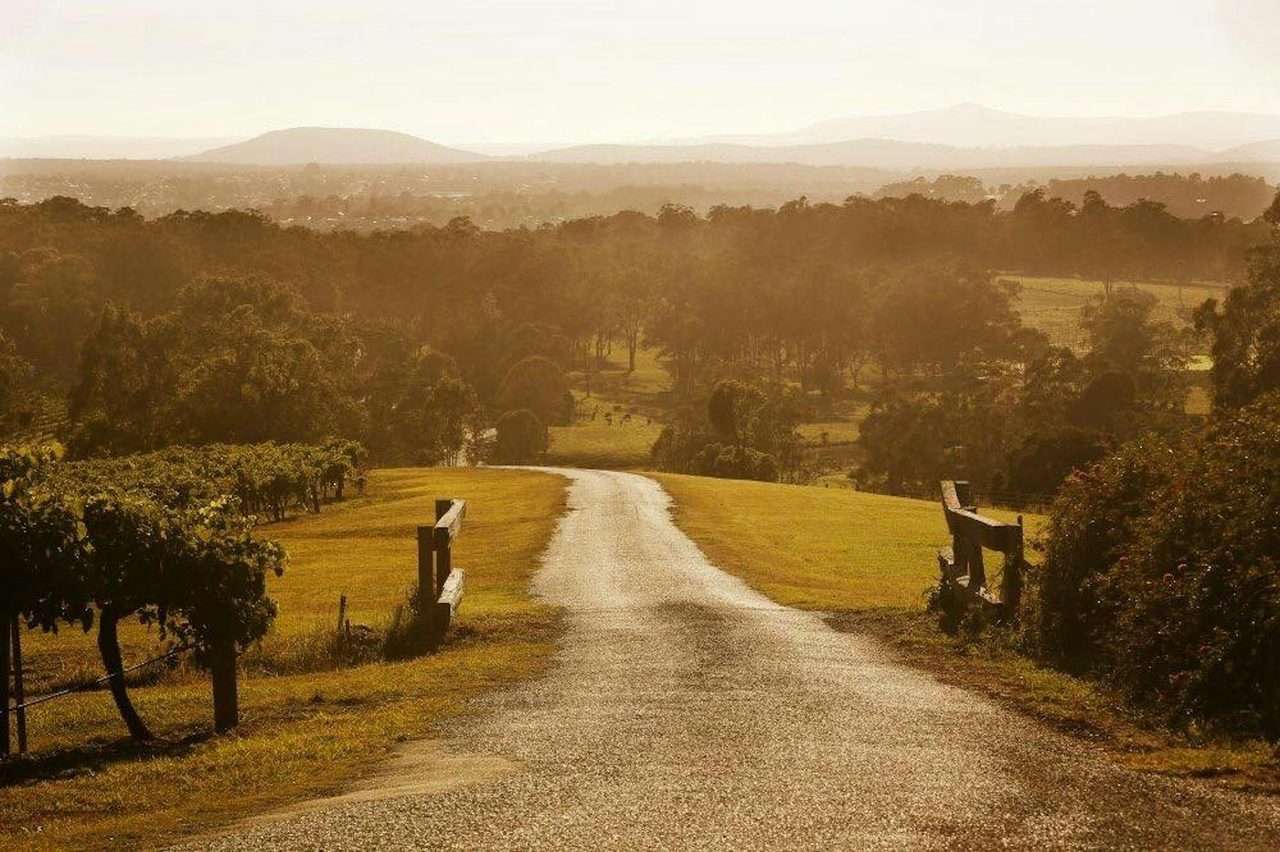 Sunrise over Petersons Vineyards