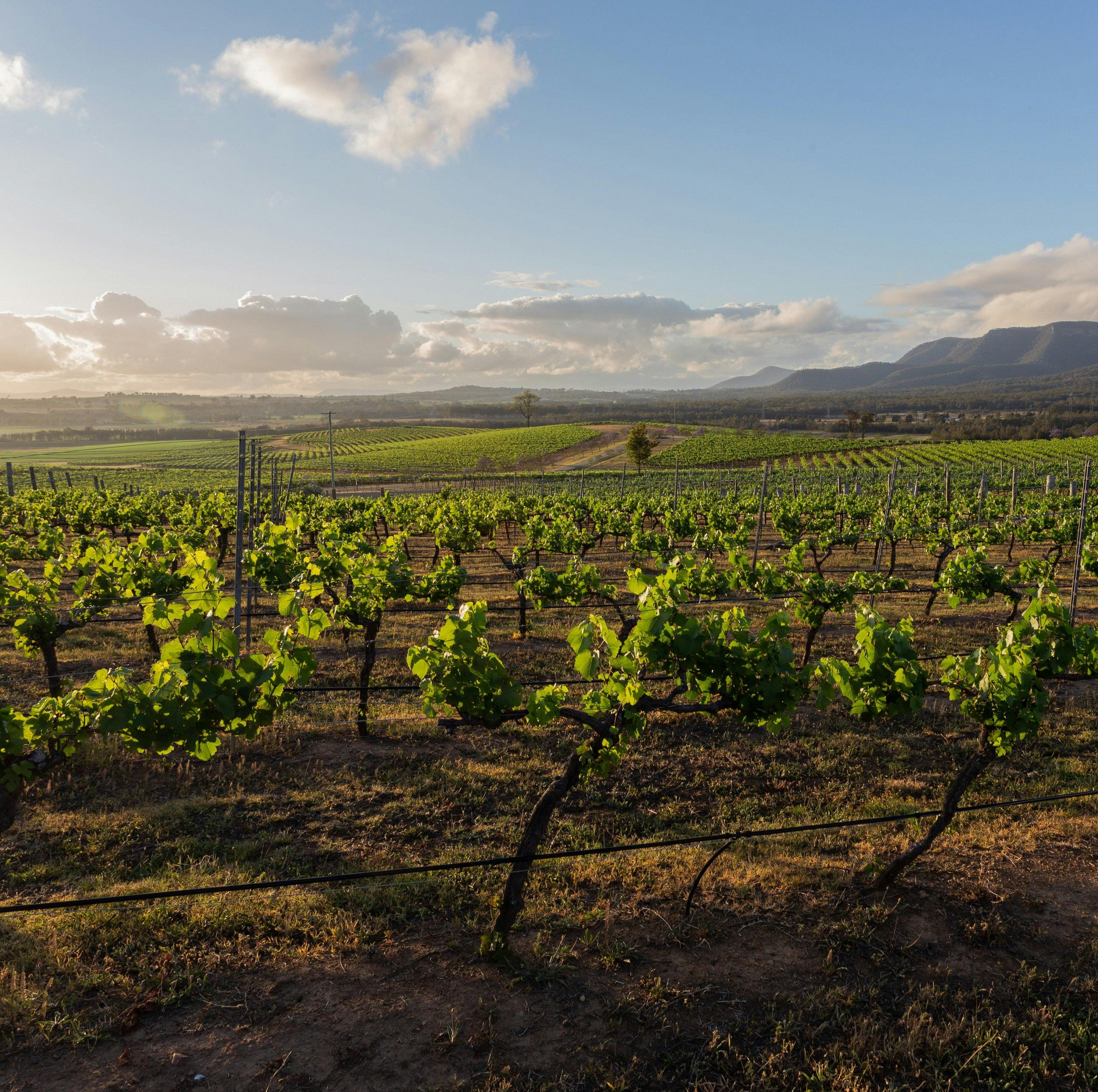 Gorgeous views of the vineyards