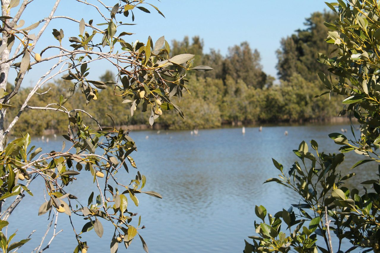 Wetlands