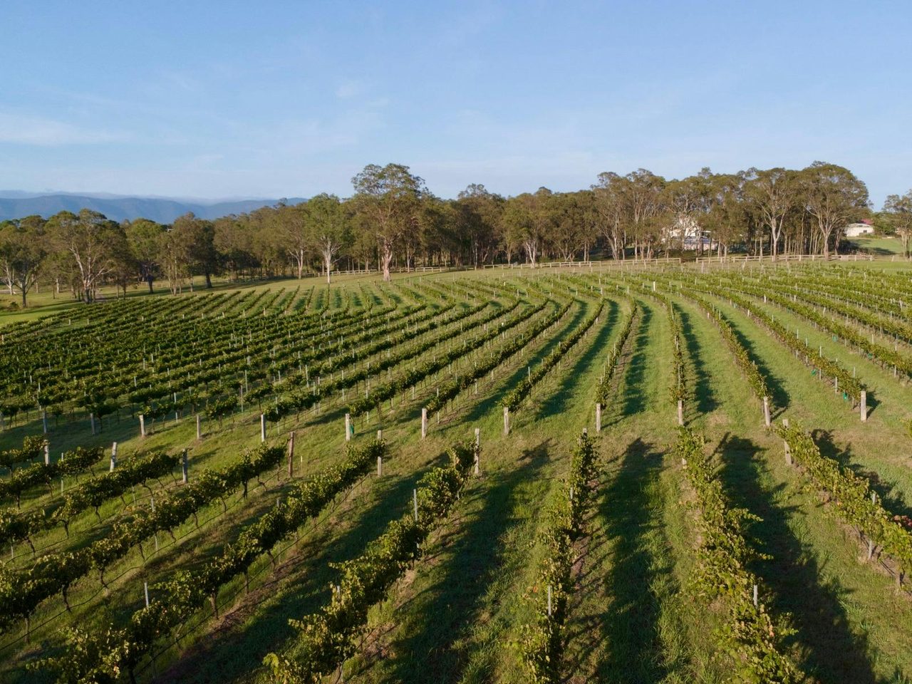 Molly Morgan Wines Vineyard in Lovedale