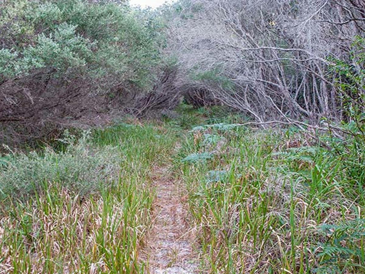 Coastal bush track near Bull Hole lookout, Jervis Bay National Park. Photo: Michael Van Ewijk &copy;