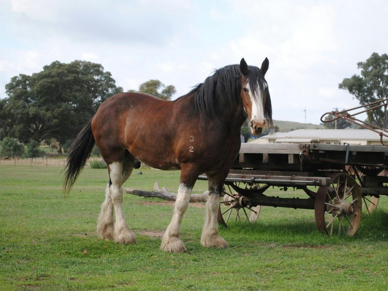 Horse
