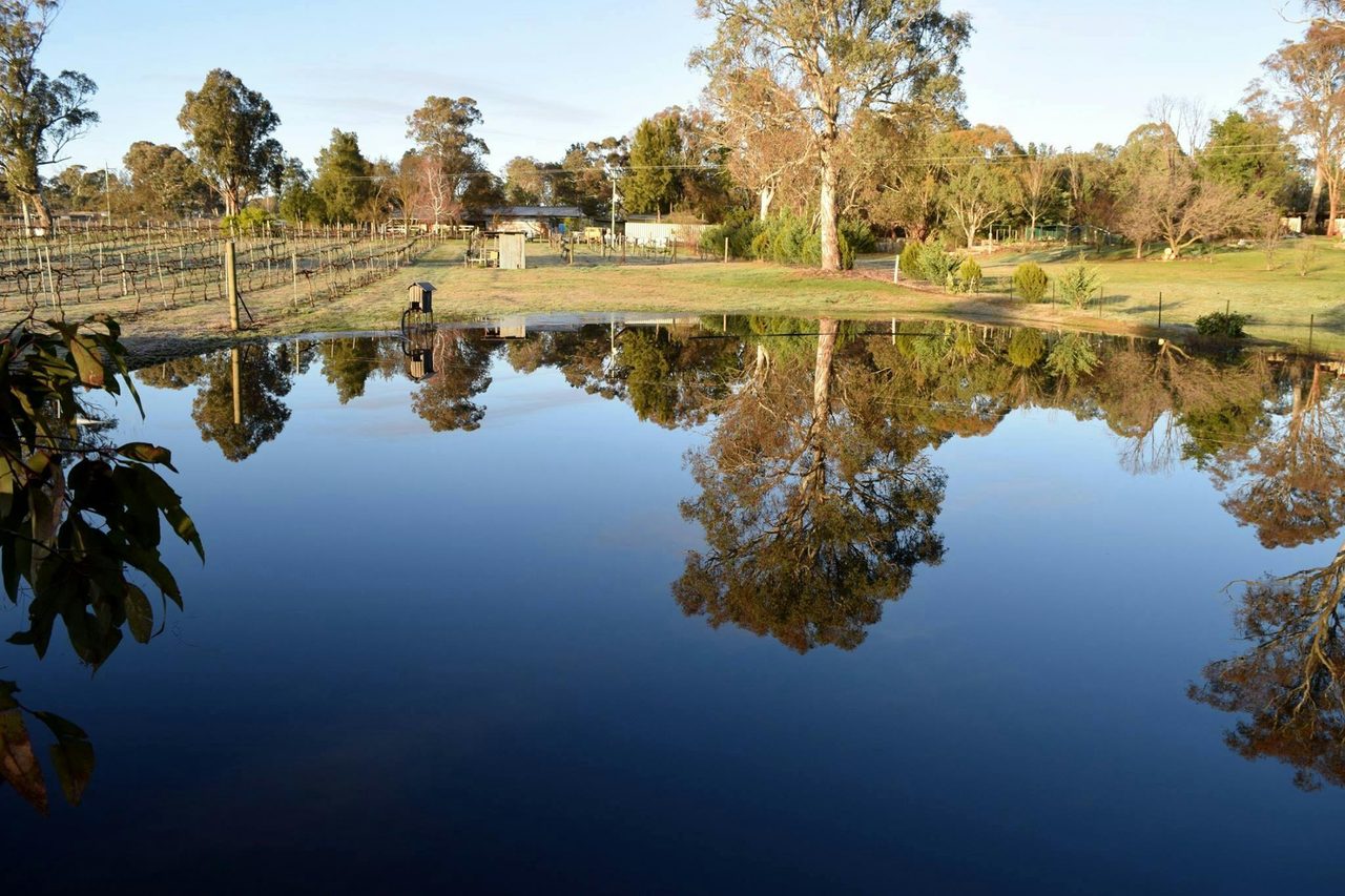 The Dam in vineyard