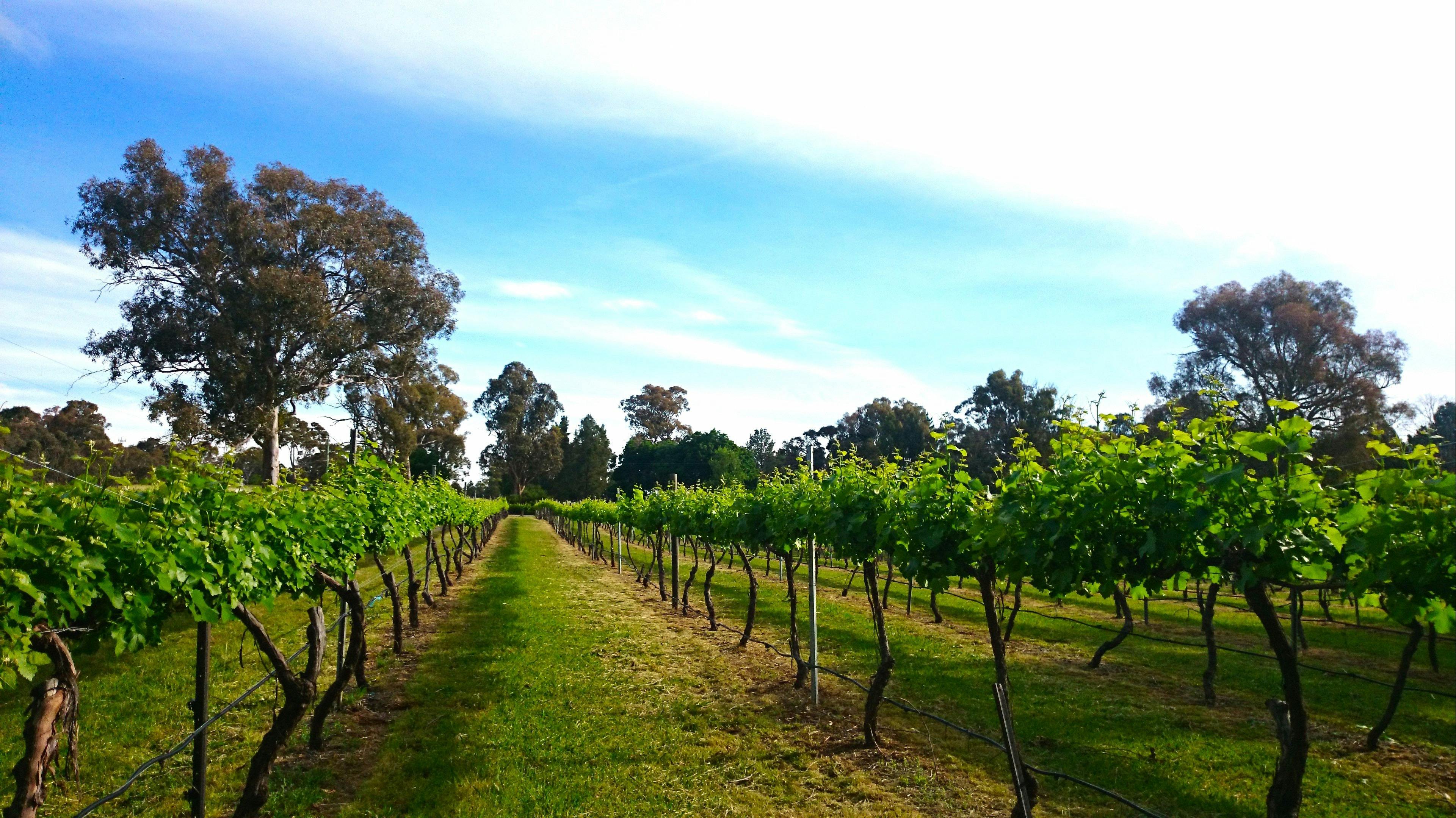 Murrumbateman Winery vineyard