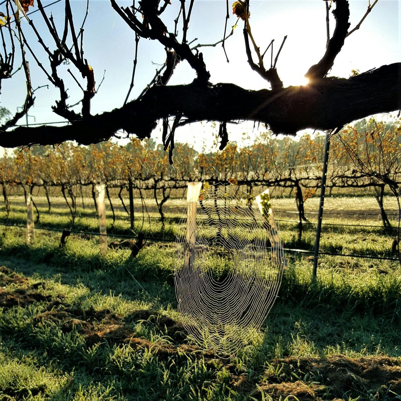 Spider web