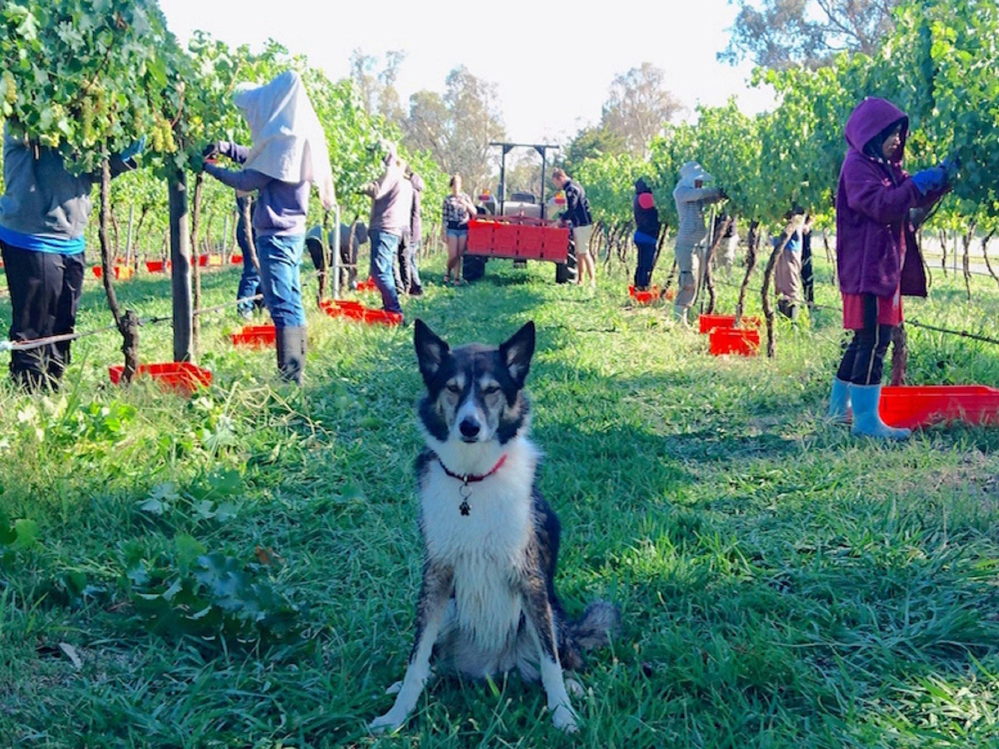 Wine dog Mollie supervising the picking of her Sauvignon Blanc block in 2016