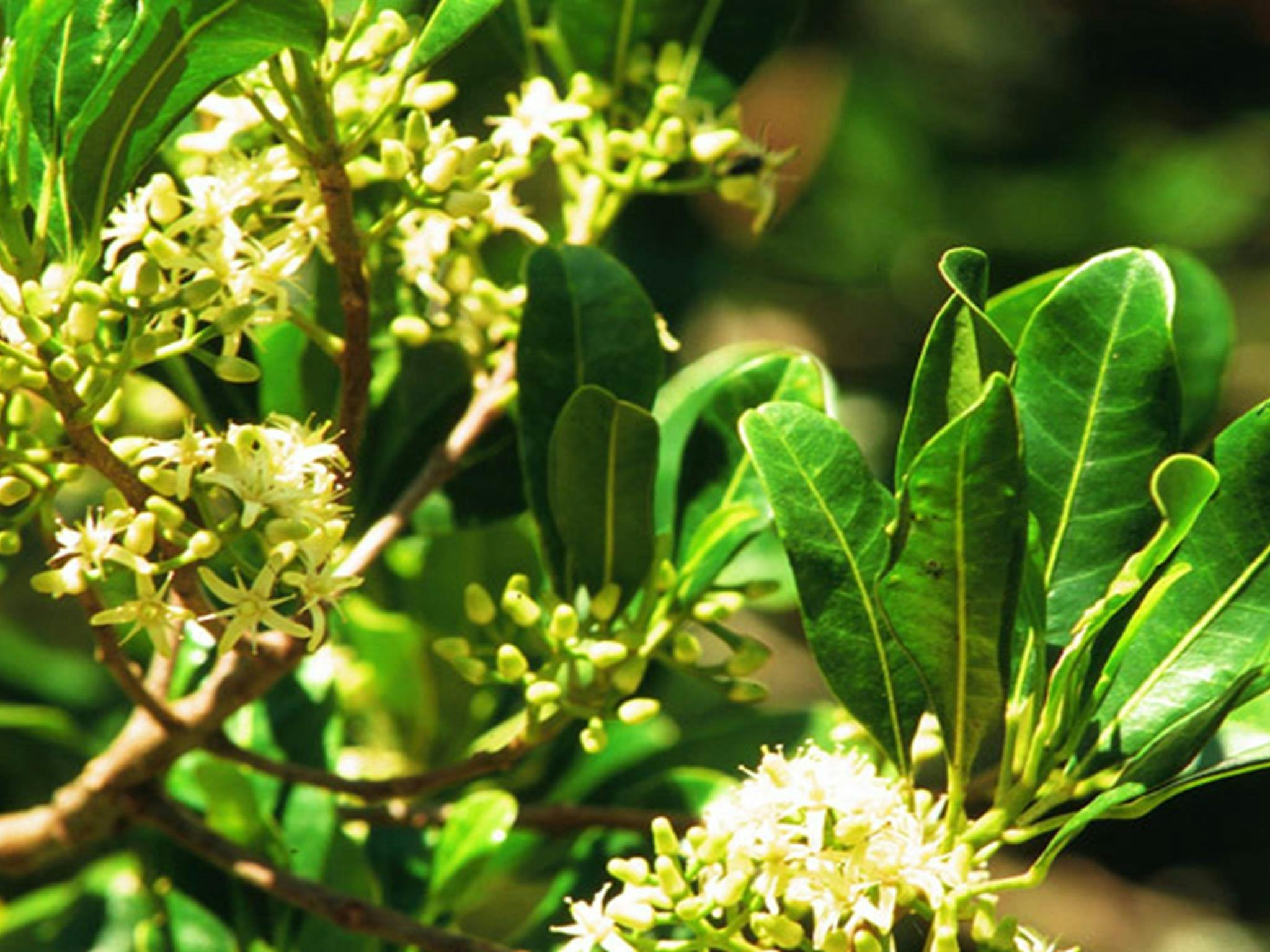 Boorganna Nature Reserve. Photo: NSW Government