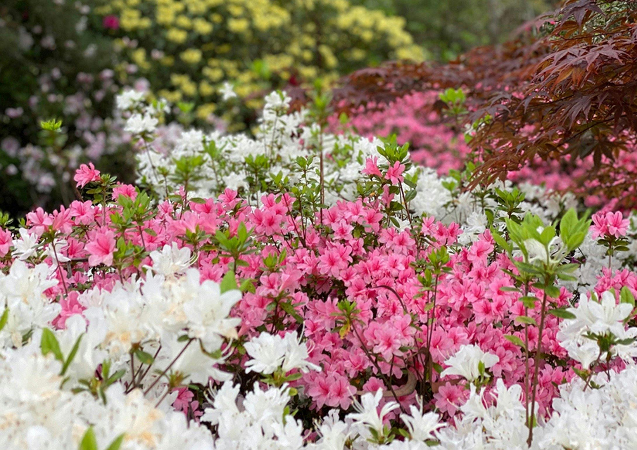 Azaleas