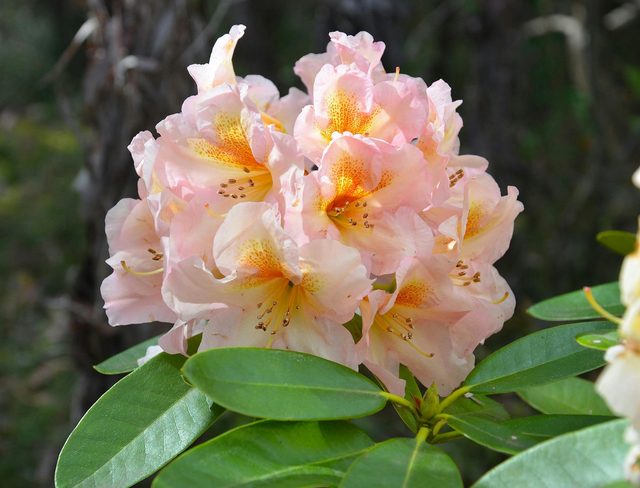 Campbell Rhododendron Gardens