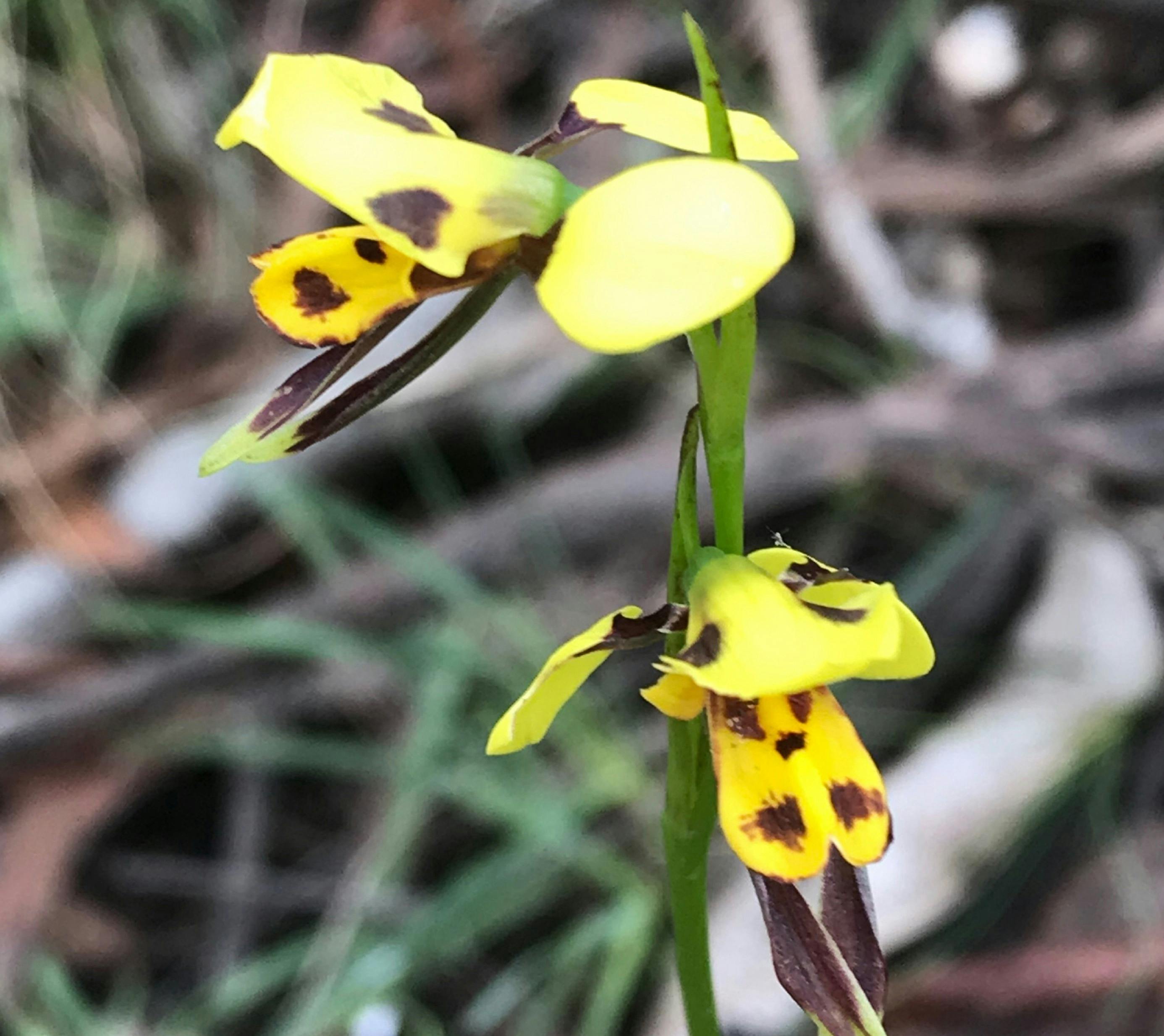 Native Orchid