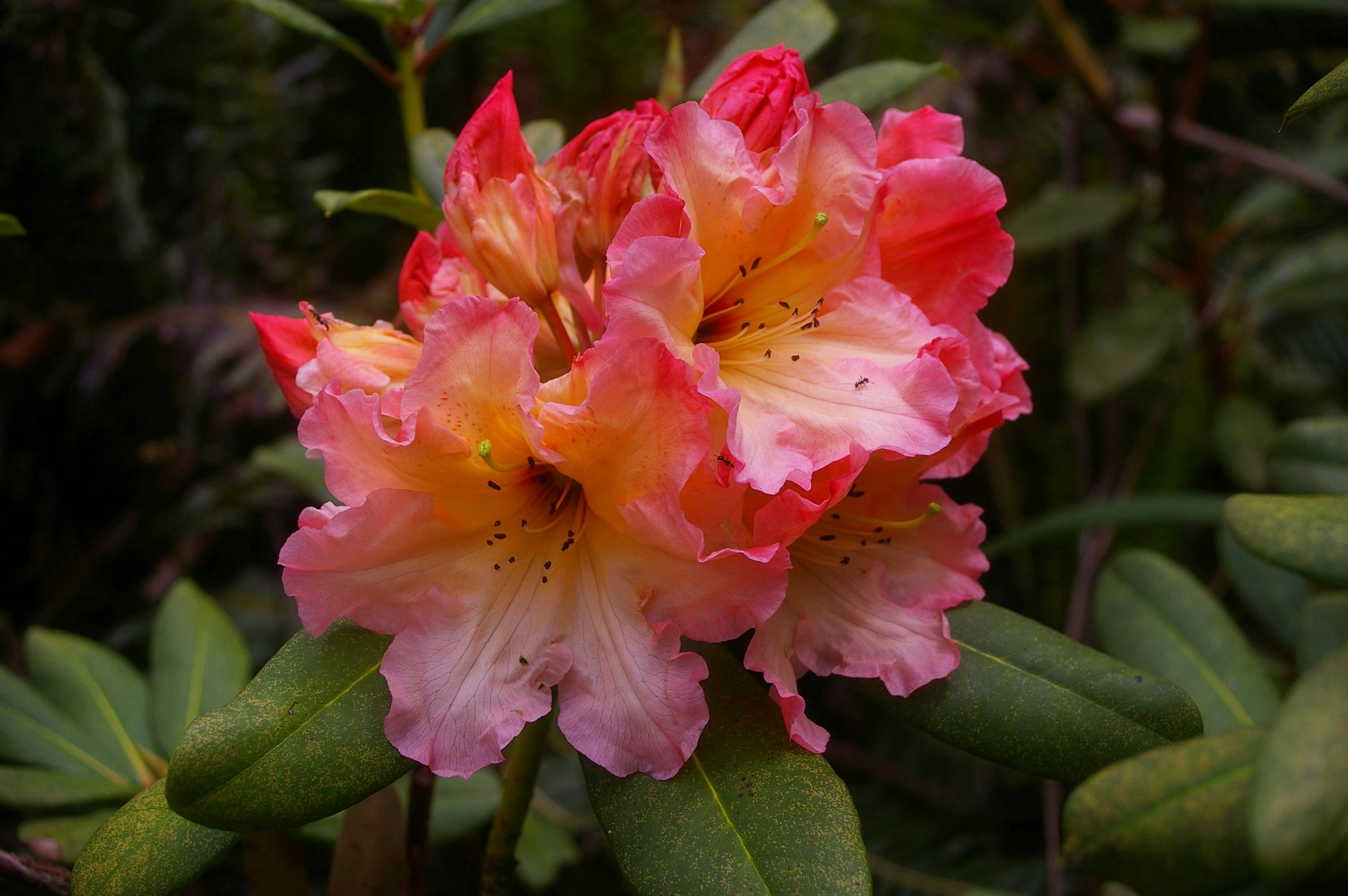 RH Australian Sunrise