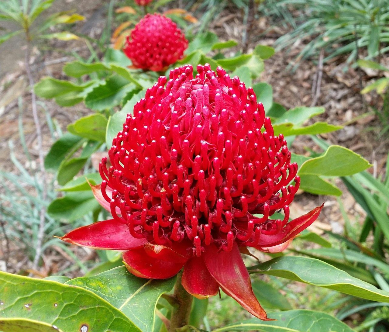 Waratah