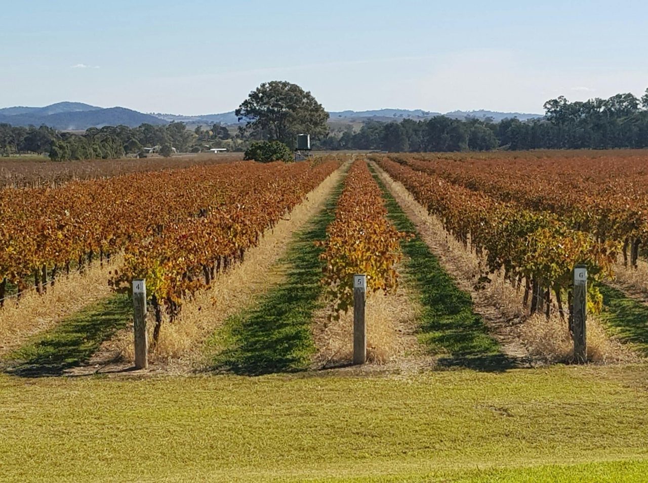 Vineyard in Autumn