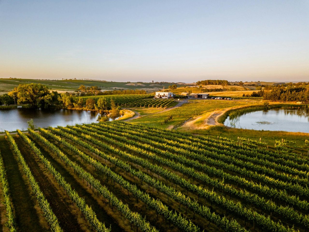 Our Cellar Door among the vines.