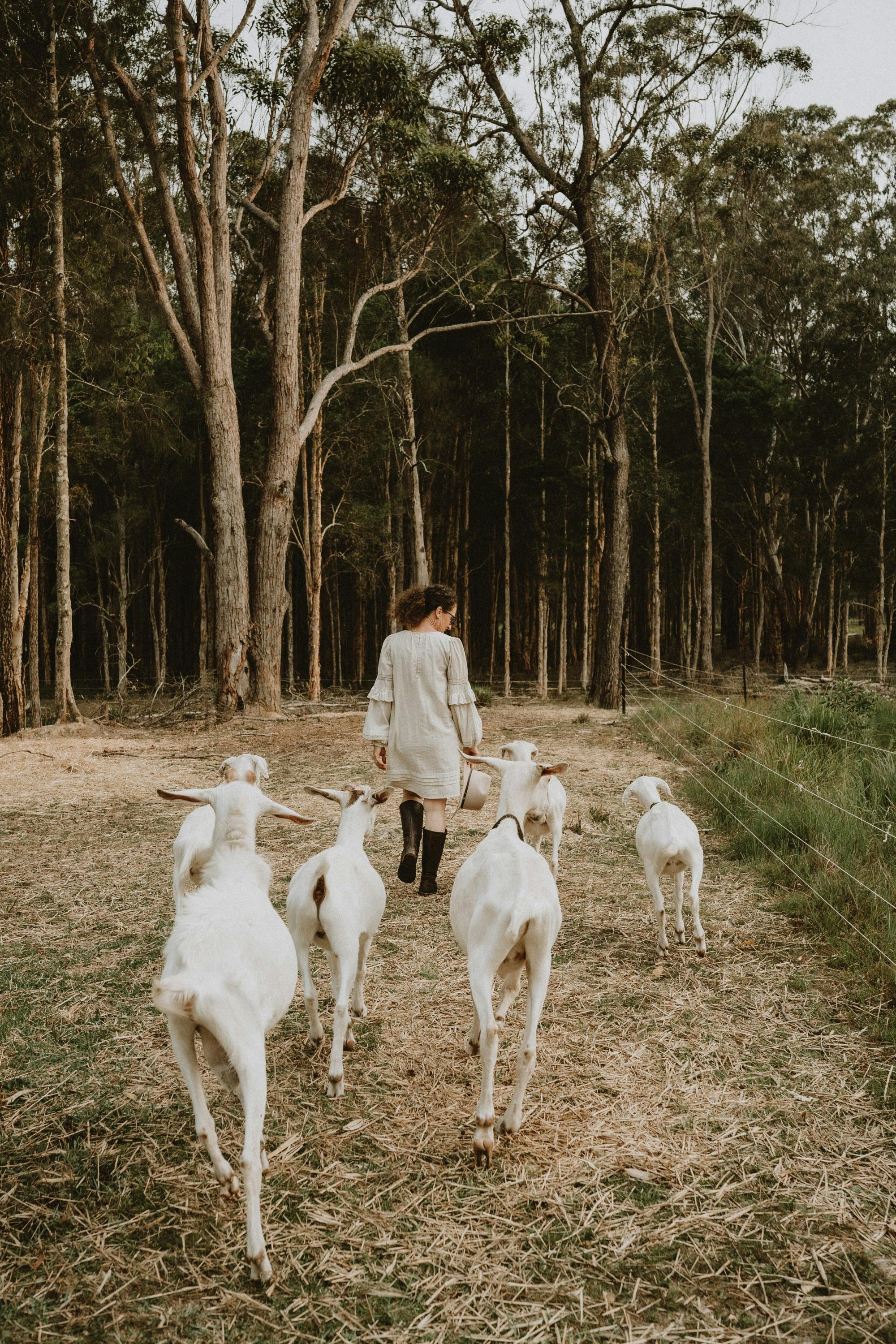 Walking with the goats