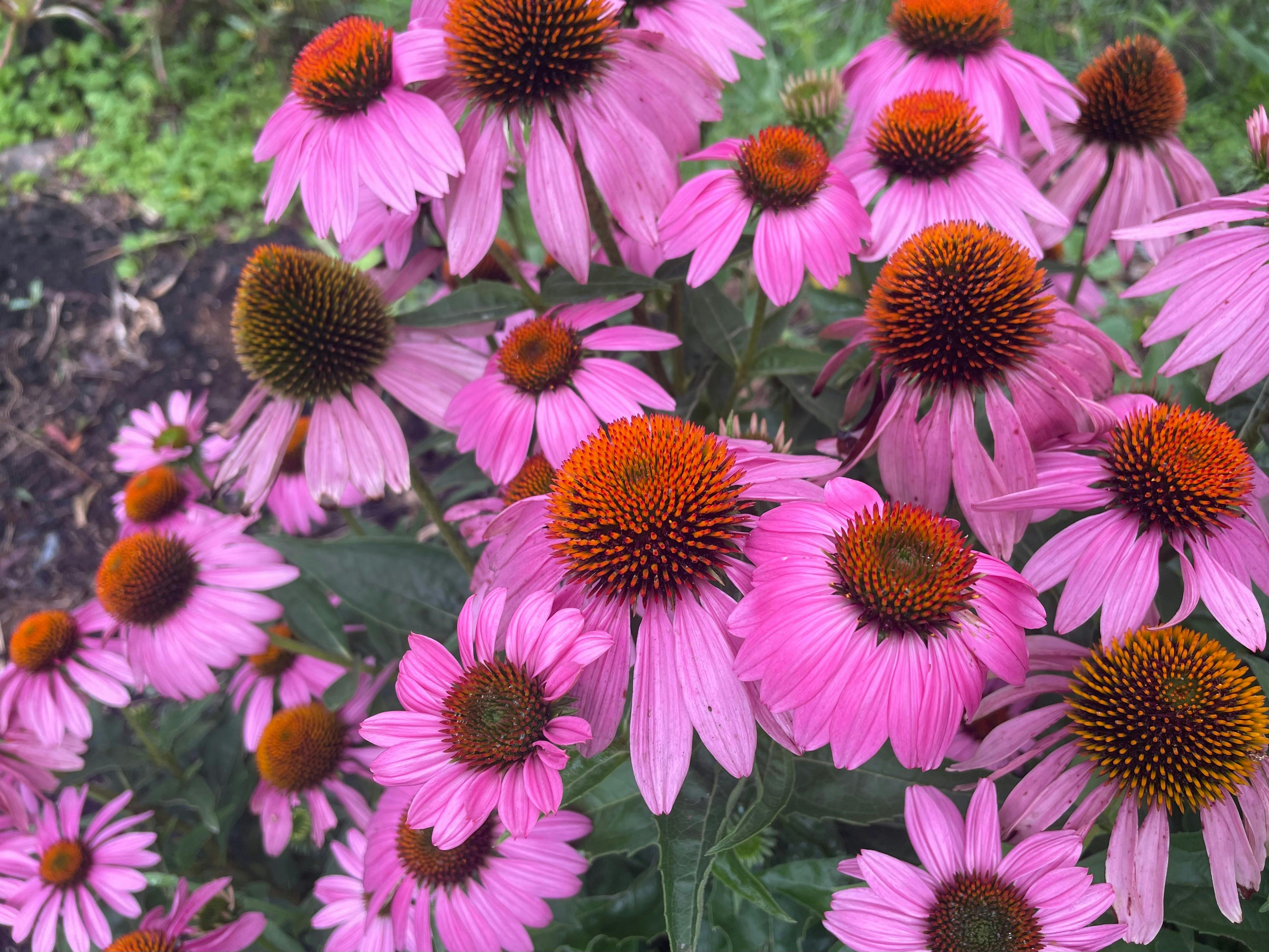 Beautiful herbs in the gardens