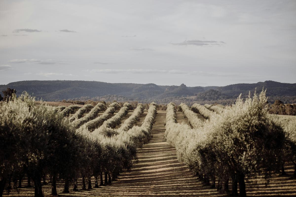 Rylstone Olive Press
