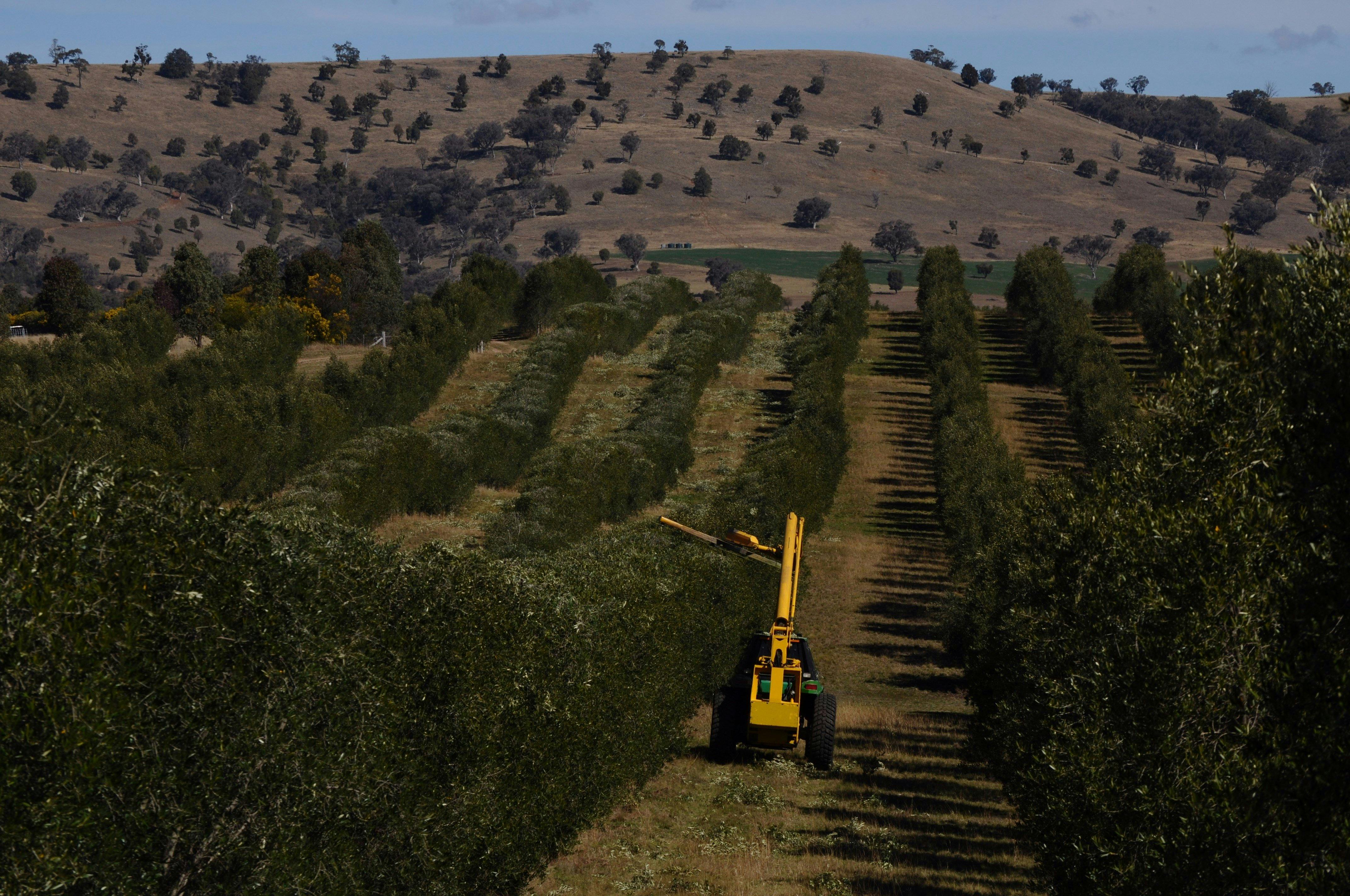 Rylstone Olive Press