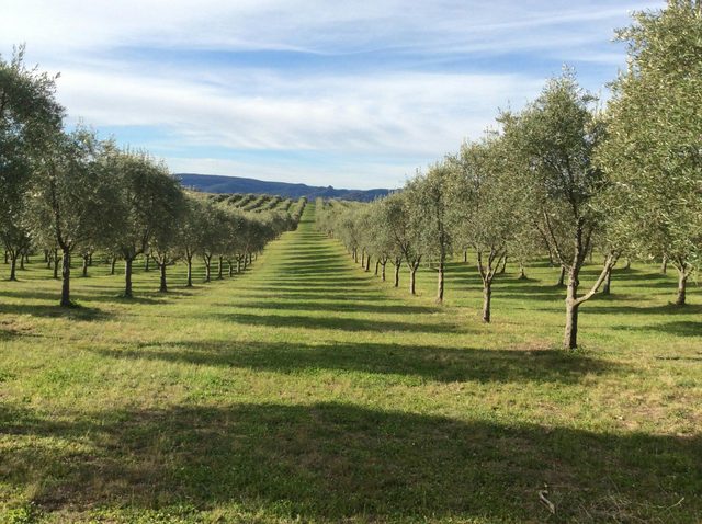 Rylstone Olive Press