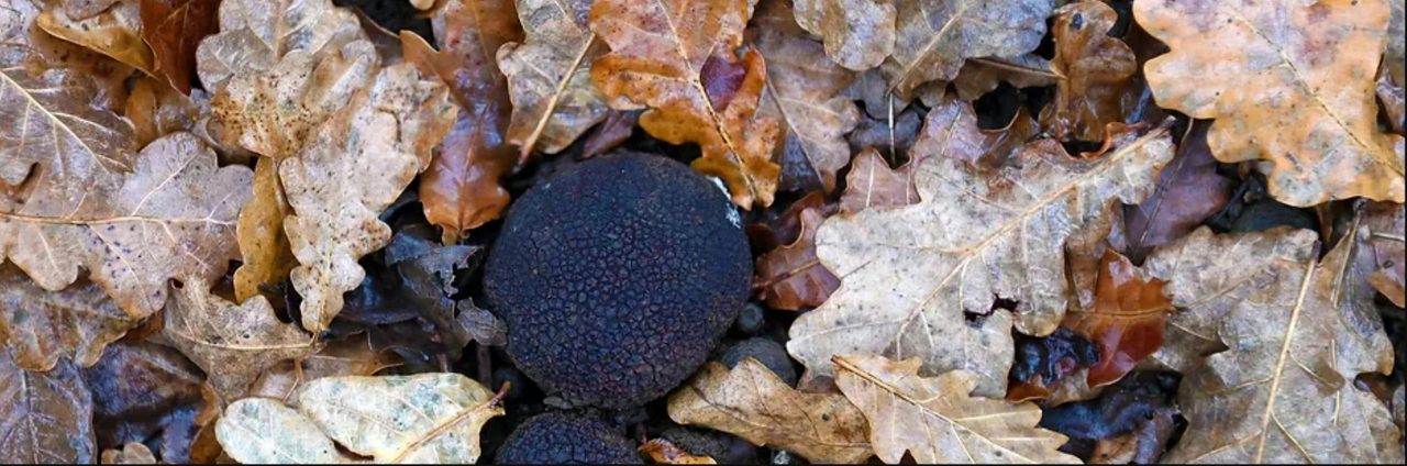 Robertson Truffles