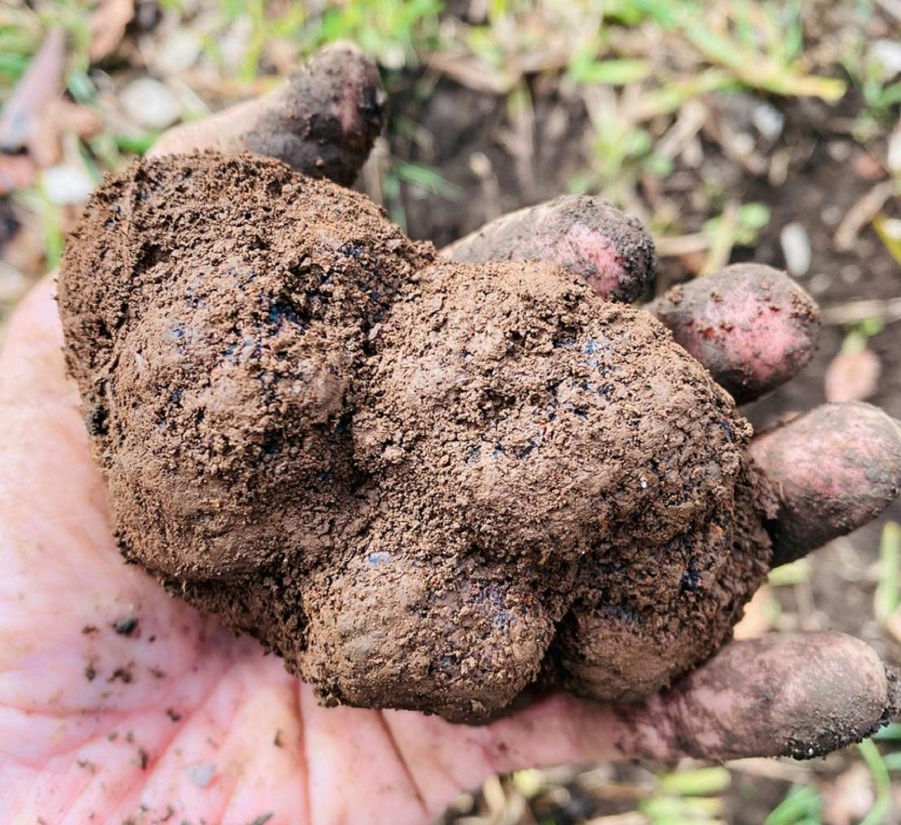 Robertson Truffles