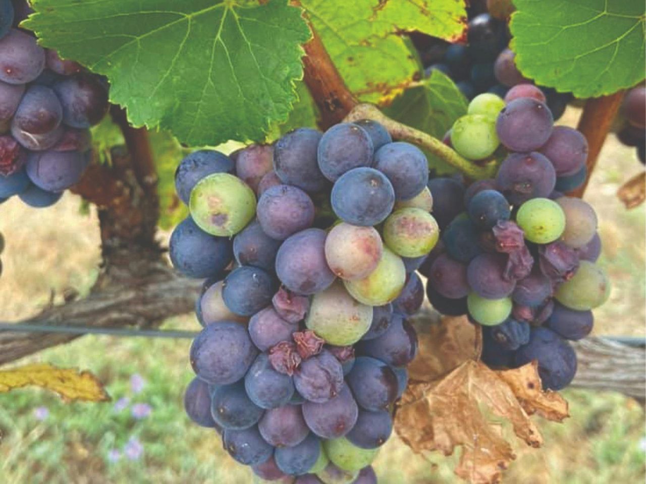 Rock Forest Vineyard