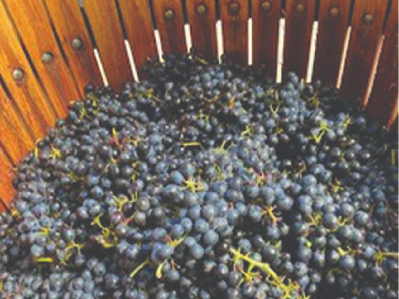Rock Forest Vineyard