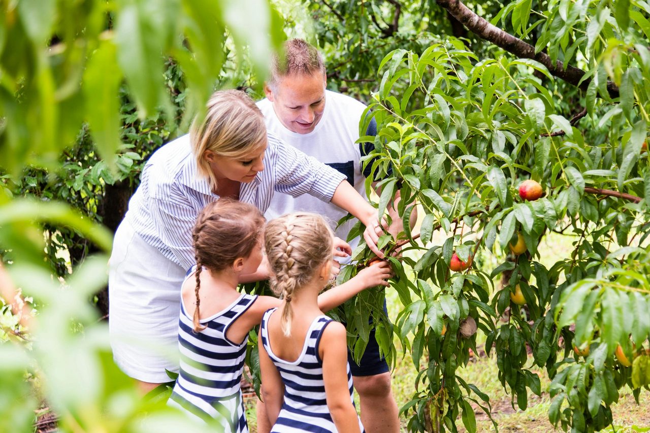 Pine Crest Orchard, Bilpin