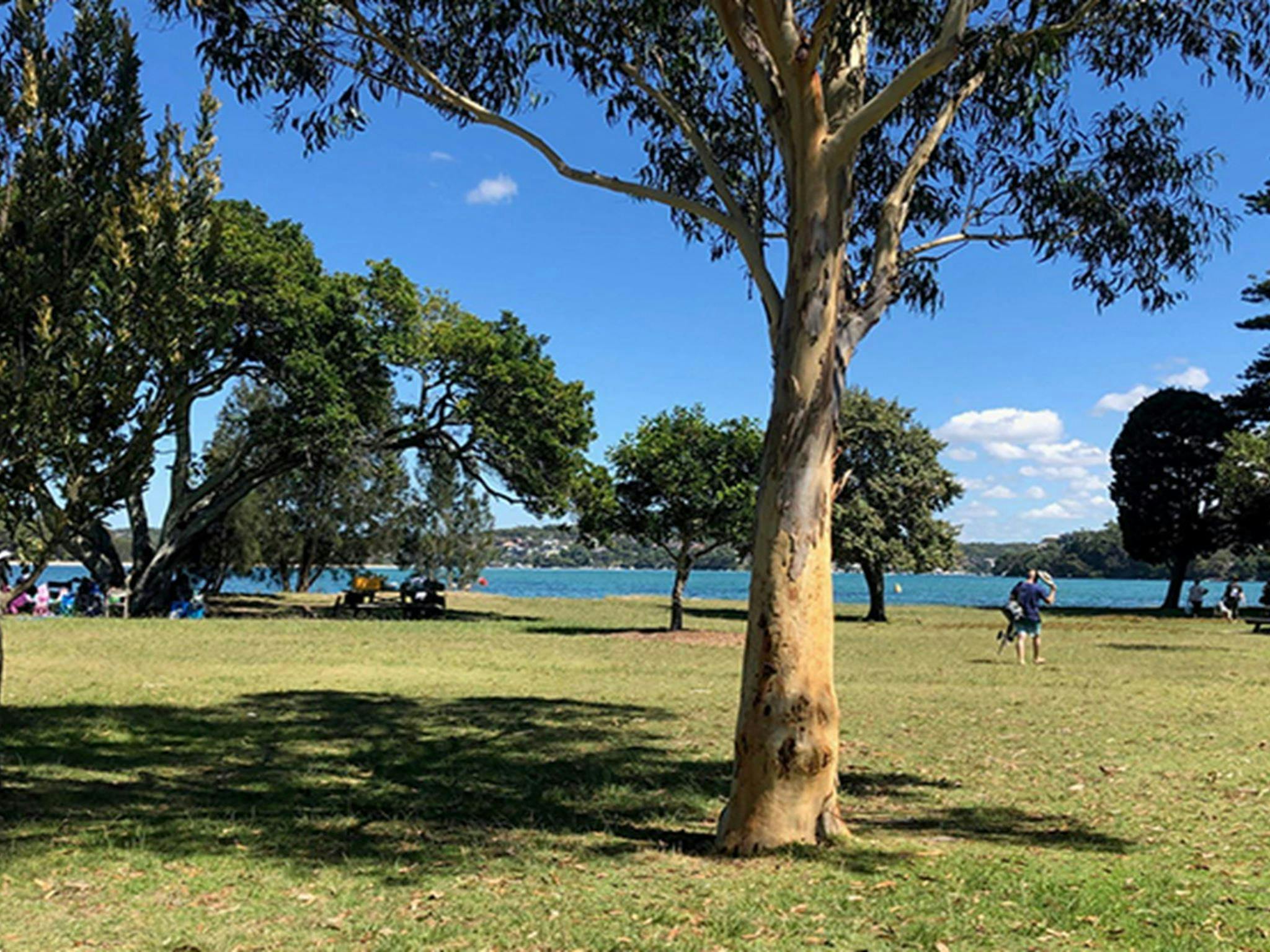 Families picnicking under the trees at Bonnie Vale picnic area. Photo: OEH/Natasha Webb