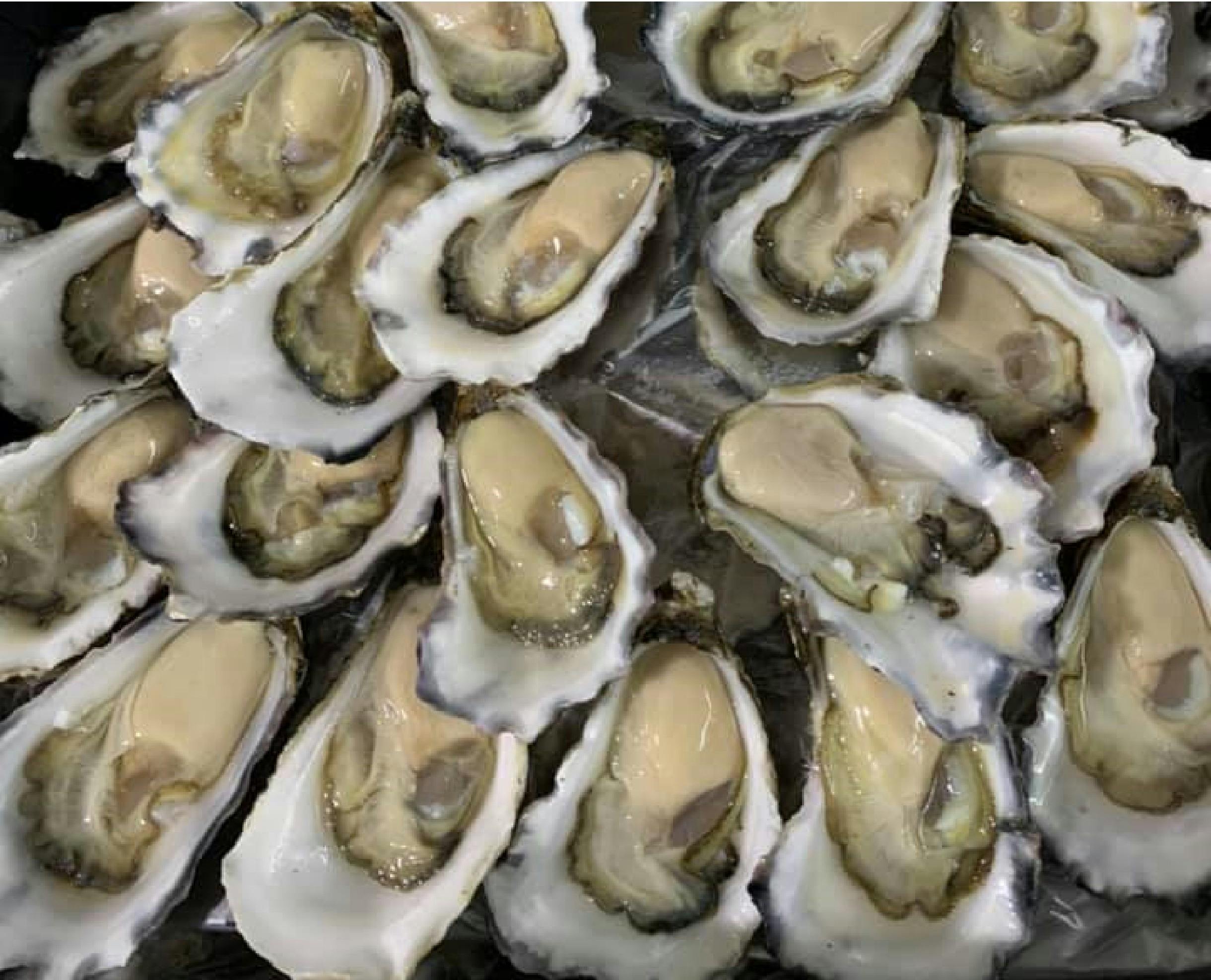 oysters