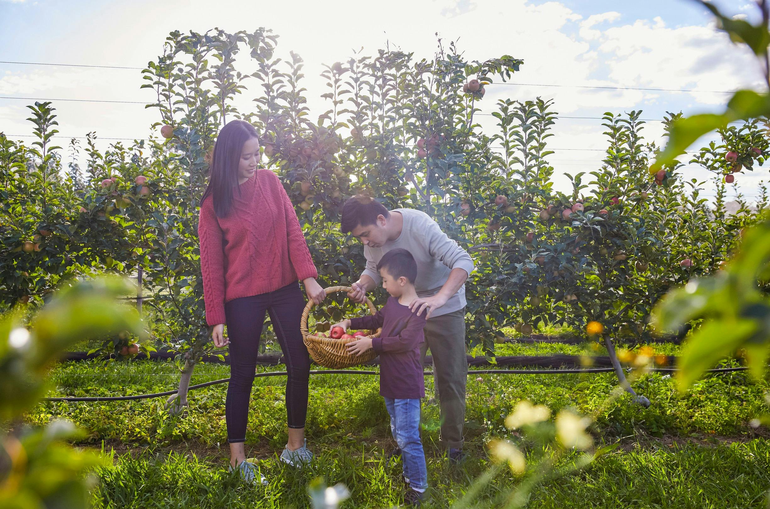 Shields Orchard, Bilpin