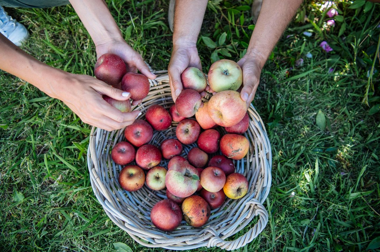 Shields Orchards, Bilpin