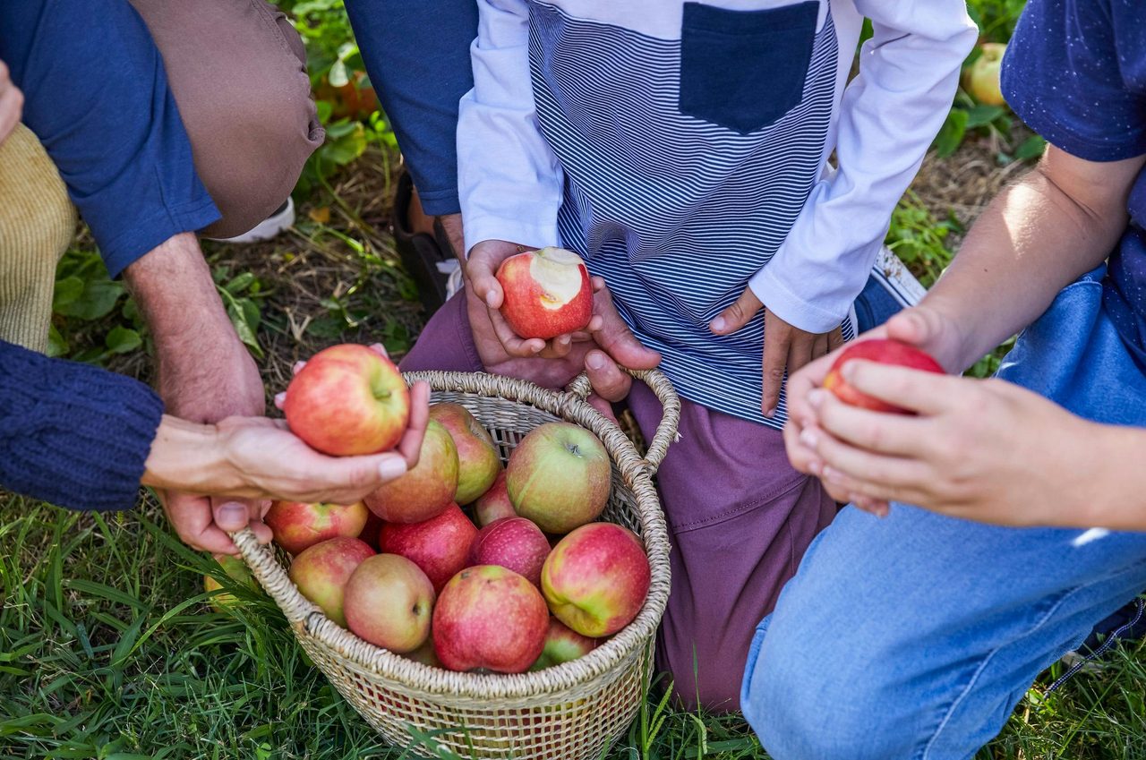 Shields Orchard, Bilpin