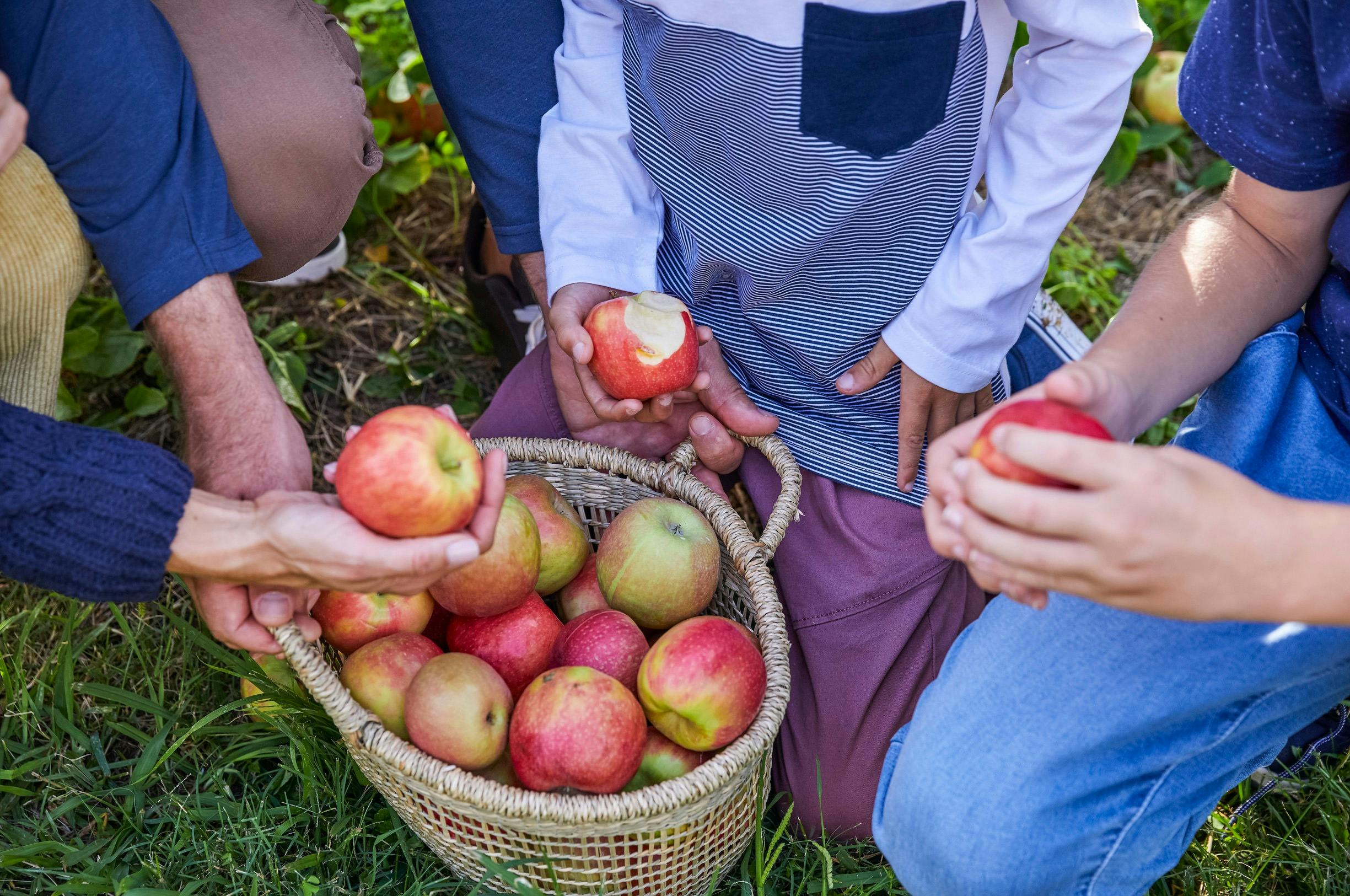 Shields Orchard, Bilpin